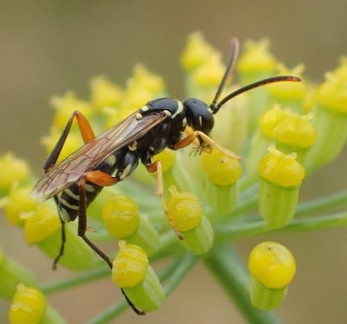Réf. 188 311 : Ceropales albicincta